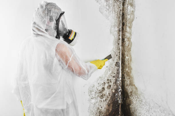 Best Local Mold Removal Service  in Nottingham, PA