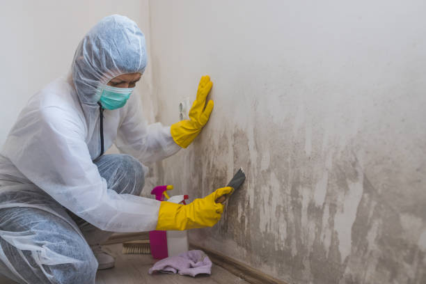 Best Mold Damage Repair  in Nottingham, PA