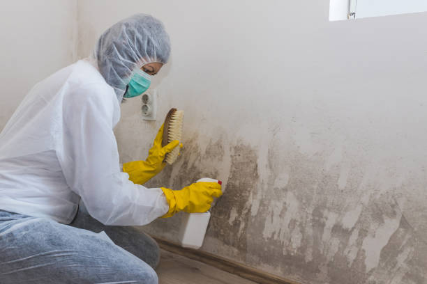 Best Certified Mold Removal  in Nottingham, PA