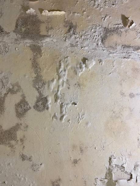 Office Mold Removal Services in Nottingham, PA