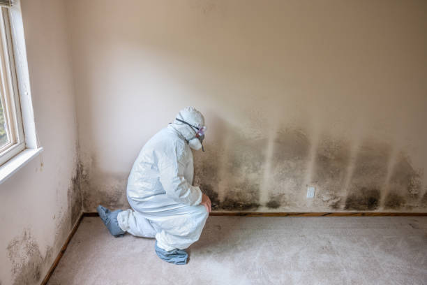 Best Fast Mold Removal  in Nottingham, PA