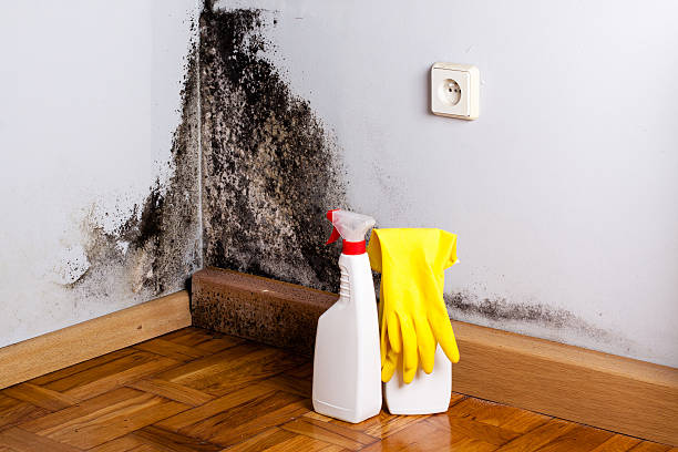 Best Residential Mold Removal  in Nottingham, PA