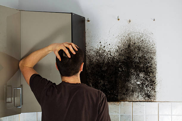 Home Mold Removal in Nottingham, PA